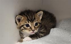 Shelter Stray Male Cat last seen , 14409 Vanowen St, Van Nuys, CA 91405, USA