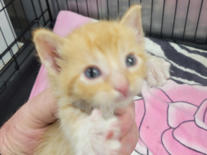 Shelter Stray Female Cat last seen , 14409 Vanowen St, Van Nuys, CA 91405, USA