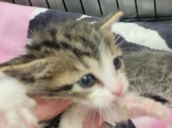 Shelter Stray Male Cat last seen , 14409 Vanowen St, Van Nuys, CA 91405, USA