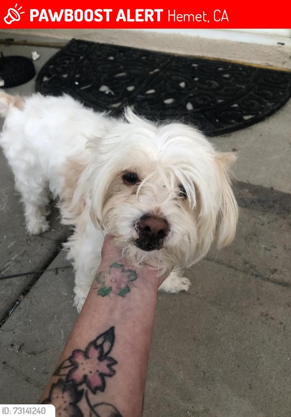 Lost Male Dog last seen Gilbert/oakland, Hemet, CA 92543