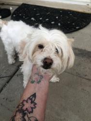 Lost Male Dog last seen Gilbert/oakland, Hemet, CA 92543