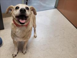Shelter Stray Female Dog last seen , 957 N Gaffey St, San Pedro, CA 90731, USA