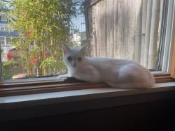 Reunited Female Cat last seen Huntington and Indianapolis, Huntington Beach, CA 92648