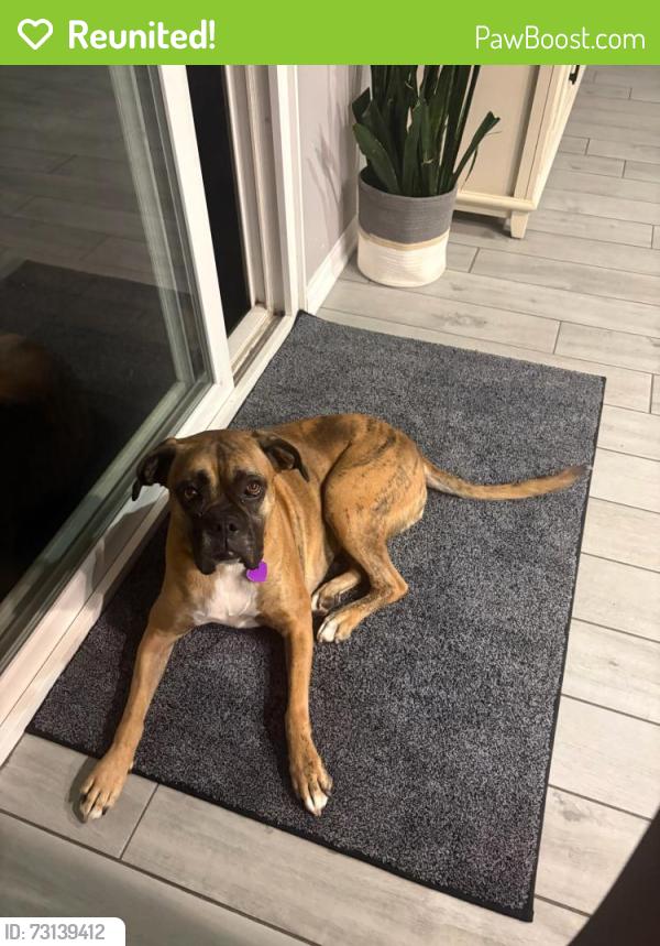 Reunited Female Dog last seen Los ranchitos rd, Santee, CA, San Diego County, CA 92071