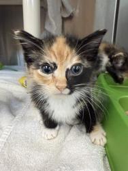 Shelter Stray Female Cat last seen GURLEY PIKE, 4950 SW Triana Blvd, Huntsville, AL 35805, USA