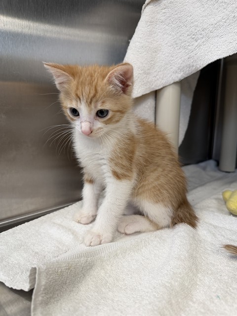 Shelter Stray Male Cat last seen GURLEY PIKE, 4950 SW Triana Blvd, Huntsville, AL 35805, USA