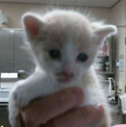 Shelter Stray Male Cat last seen DIAMOND RANCH DR/GERBER RD, 95829, 3839 Bradshaw Rd, Sacramento, CA 95827, USA