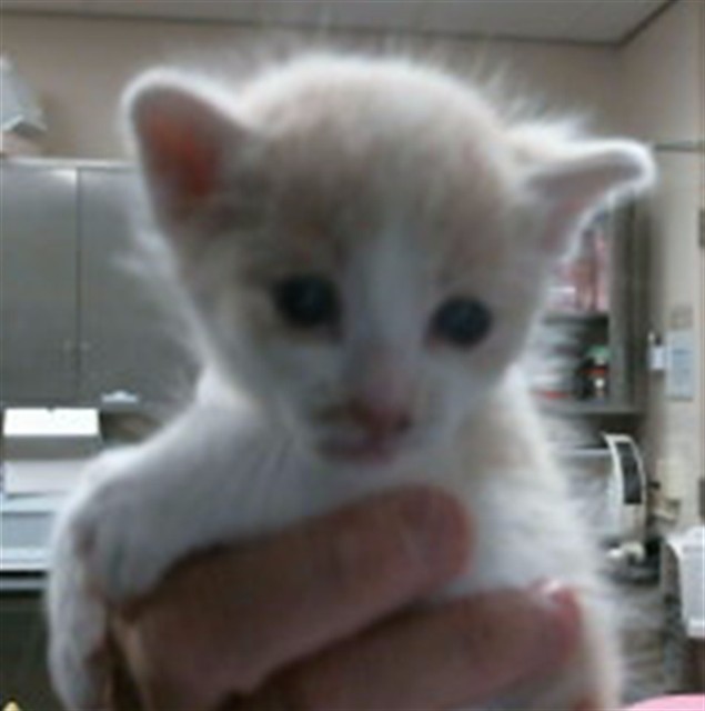 Shelter Stray Male Cat last seen DIAMOND RANCH DR/GERBER RD, 95829, 3839 Bradshaw Rd, Sacramento, CA 95827, USA