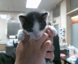 Shelter Stray Male Cat last seen DIAMOND RANCH DR/GERBER RD, 95829, 3839 Bradshaw Rd, Sacramento, CA 95827, USA