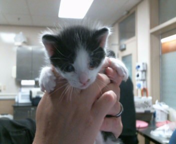 Shelter Stray Male Cat last seen DIAMOND RANCH DR/GERBER RD, 95829, 3839 Bradshaw Rd, Sacramento, CA 95827, USA