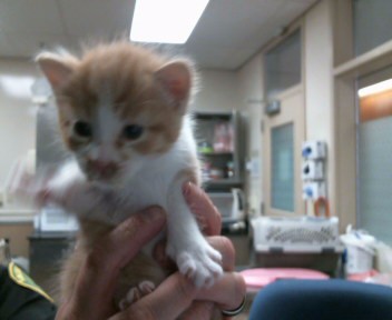 Shelter Stray Male Cat last seen DIAMOND RANCH DR/GERBER RD, 95829, 3839 Bradshaw Rd, Sacramento, CA 95827, USA