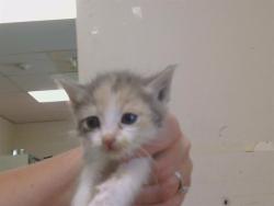 Shelter Stray Female Cat last seen 20TH ST/Q ST, 95673, 3839 Bradshaw Rd, Sacramento, CA 95827, USA