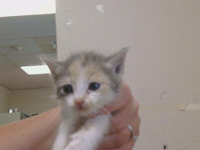 Shelter Stray Female Cat last seen 20TH ST/Q ST, 95673, 3839 Bradshaw Rd, Sacramento, CA 95827, USA