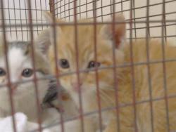Shelter Stray Male Cat last seen 20TH ST/Q ST, 95673, 3839 Bradshaw Rd, Sacramento, CA 95827, USA
