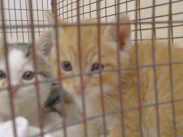 Shelter Stray Male Cat last seen 20TH ST/Q ST, 95673, 3839 Bradshaw Rd, Sacramento, CA 95827, USA