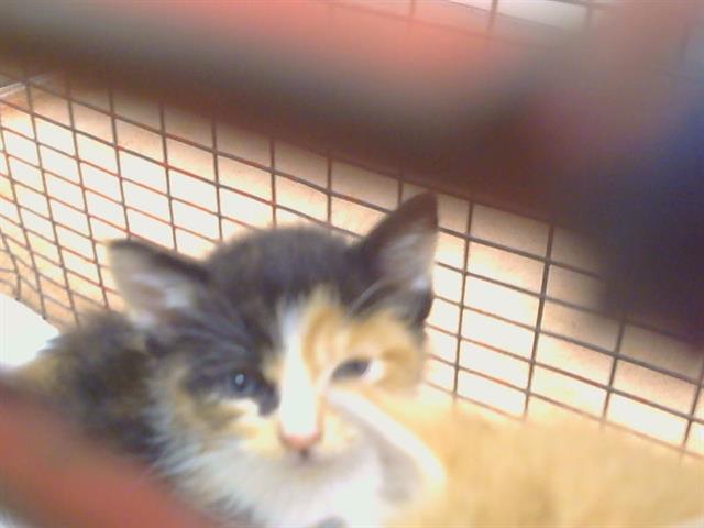 Shelter Stray Female Cat last seen 20TH ST/Q ST, 95673, 3839 Bradshaw Rd, Sacramento, CA 95827, USA