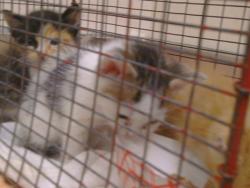Shelter Stray Female Cat last seen 20TH ST/Q ST, 95673, 3839 Bradshaw Rd, Sacramento, CA 95827, USA
