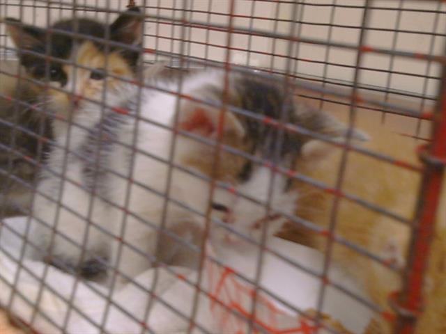 Shelter Stray Female Cat last seen 20TH ST/Q ST, 95673, 3839 Bradshaw Rd, Sacramento, CA 95827, USA