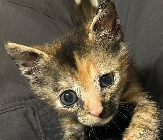 Shelter Stray Female Cat last seen CHARLOTTE, 8315 Byrum Dr, Charlotte, NC 28217, USA