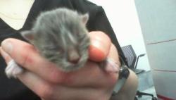Shelter Stray Male Cat last seen CHARLOTTE, 8315 Byrum Dr, Charlotte, NC 28217, USA