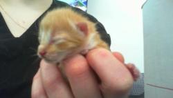 Shelter Stray Male Cat last seen CHARLOTTE, 8315 Byrum Dr, Charlotte, NC 28217, USA