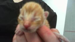 Shelter Stray Male Cat last seen CHARLOTTE, 8315 Byrum Dr, Charlotte, NC 28217, USA