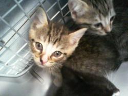 Shelter Stray Male Cat last seen CHARLOTTE, 8315 Byrum Dr, Charlotte, NC 28217, USA