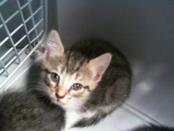 Shelter Stray Female Cat last seen CHARLOTTE, 8315 Byrum Dr, Charlotte, NC 28217, USA