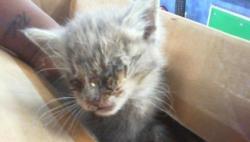 Shelter Stray Male Cat last seen CHARLOTTE, 8315 Byrum Dr, Charlotte, NC 28217, USA