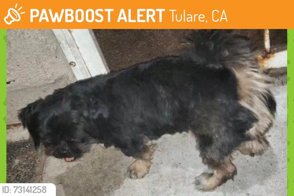 Found/Stray Unknown Dog last seen Heritage elementary school, Tulare, CA 93274