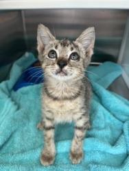Shelter Stray Male Cat last seen RIVER BIRCH, 8311 Freedom Dr, Pearland, TX 77581, USA