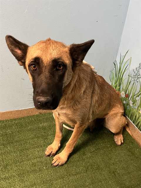 Shelter Stray Female Dog last seen , 38550 Sierra Hwy, Palmdale, CA 93550, USA