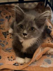Shelter Stray Female Cat last seen , West Valley Animal Shelter, 20655 Plummer St, Chatsworth, CA 91311, USA