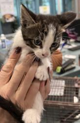 Shelter Stray Female Cat last seen , West Valley Animal Shelter, 20655 Plummer St, Chatsworth, CA 91311, USA