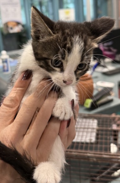 Shelter Stray Female Cat last seen , West Valley Animal Shelter, 20655 Plummer St, Chatsworth, CA 91311, USA