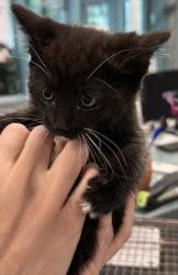 Shelter Stray Male Cat last seen , West Valley Animal Shelter, 20655 Plummer St, Chatsworth, CA 91311, USA
