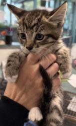 Shelter Stray Female Cat last seen , West Valley Animal Shelter, 20655 Plummer St, Chatsworth, CA 91311, USA