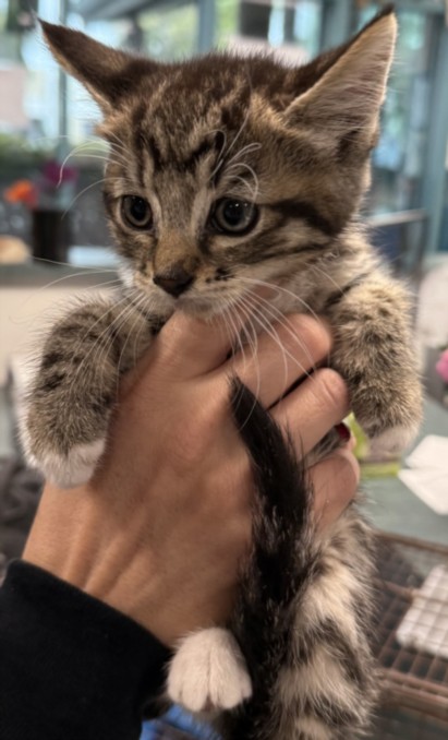 Shelter Stray Female Cat last seen , West Valley Animal Shelter, 20655 Plummer St, Chatsworth, CA 91311, USA