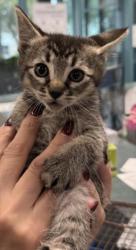 Shelter Stray Female Cat last seen , West Valley Animal Shelter, 20655 Plummer St, Chatsworth, CA 91311, USA