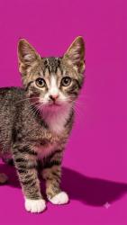 Shelter Stray Male Cat last seen ESTHER ST, 2020 Forest St, Jacksonville, FL 32204, USA