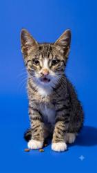 Shelter Stray Male Cat last seen ESTHER ST, 2020 Forest St, Jacksonville, FL 32204, USA