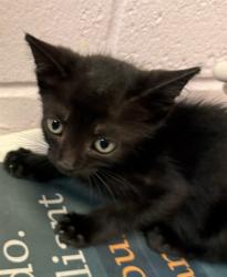 Shelter Stray Male Cat last seen Near BLOCK BEACH BLVD, 2020 Forest St, Jacksonville, FL 32204, USA