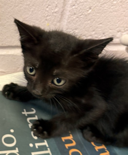 Shelter Stray Male Cat last seen Near BLOCK BEACH BLVD, 2020 Forest St, Jacksonville, FL 32204, USA
