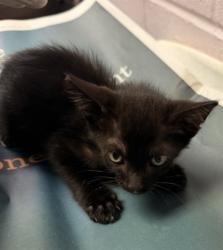 Shelter Stray Male Cat last seen Near BLOCK BEACH BLVD, 2020 Forest St, Jacksonville, FL 32204, USA