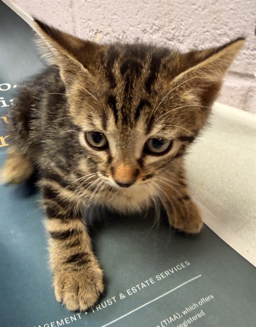 Shelter Stray Male Cat last seen Near BLOCK BEACH BLVD, 2020 Forest St, Jacksonville, FL 32204, USA