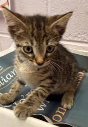 Shelter Stray Male Cat last seen Near BLOCK BEACH BLVD, 2020 Forest St, Jacksonville, FL 32204, USA
