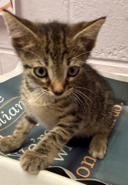 Shelter Stray Male Cat last seen Near BLOCK BEACH BLVD, 2020 Forest St, Jacksonville, FL 32204, USA