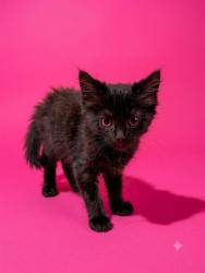 Shelter Stray Female Cat last seen Near BLOCK PHILIPS HWY, JACKSONVILLE, FL 32207, 2020 Forest St, Jacksonville, FL 32204, USA