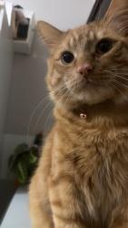 Lost Male Cat last seen Gilley road and Westminster highway, Richmond, BC V6V 1E4