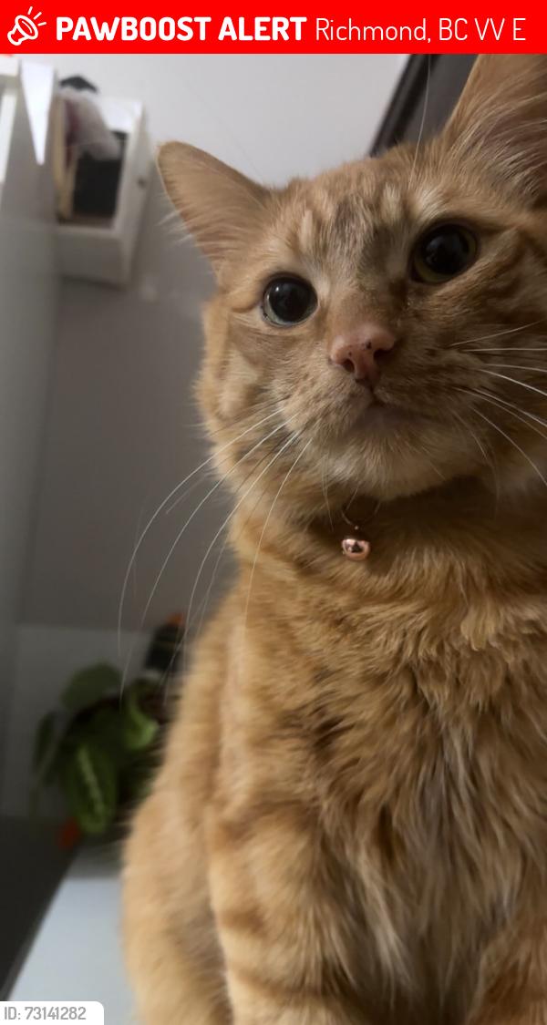 Lost Male Cat last seen Gilley road and Westminster highway, Richmond, BC V6V 1E4